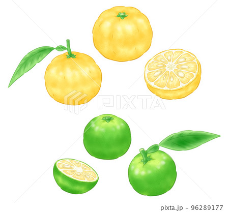 ユズ(本ユズ)と青ユズ ユズ(本ユズ)と青ユズ 96289177