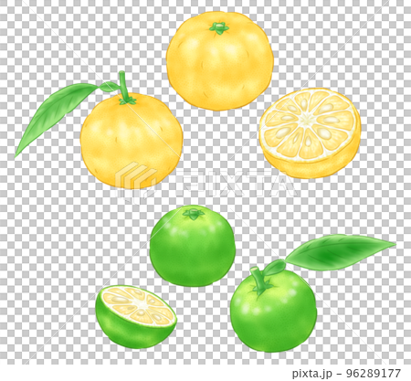 ユズ(本ユズ)と青ユズ ユズ(本ユズ)と青ユズ 96289177