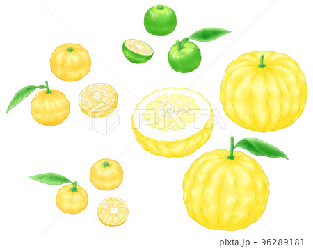 いろいろユズ 96289181