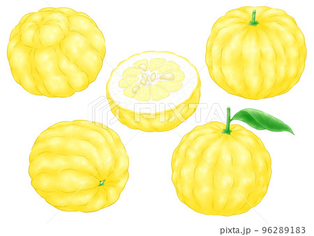 獅子ユズ(鬼ユズ) 獅子ユズ(鬼ユズ) 96289183