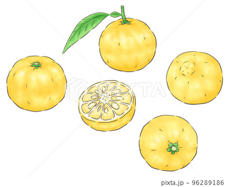 Yuzu (genuine yuzu), wire, 1 color - Stock Illustration [96289186