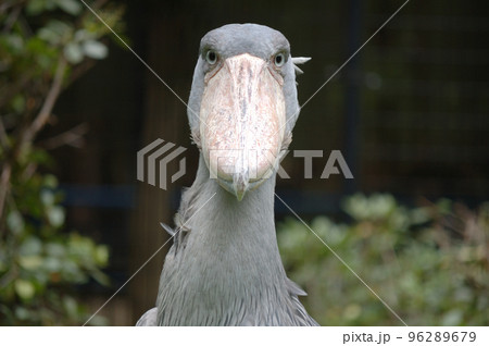 動物園 96289679