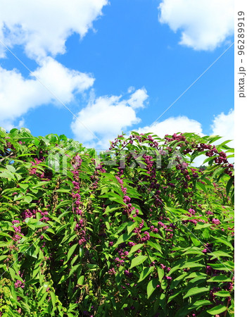 紫式部の花 紫式部の花 96289919