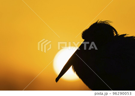 朝日とモモイロペリカン 96290053