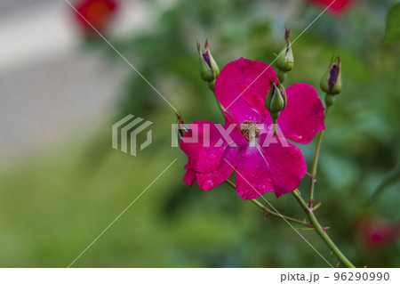 朝露がついた大阪・靱公園のバラ 朝露がついた大阪・靱公園のバラ 96290990