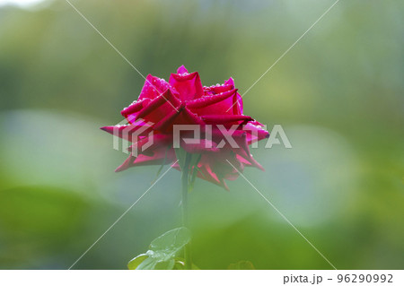 朝露がついた大阪・靱公園のバラ（マリアカラス） 96290992