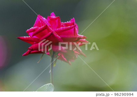 朝露がついた大阪・靱公園のバラ(マリアカラス) 朝露がついた大阪・靱公園のバラ(マリアカラス) 96290994