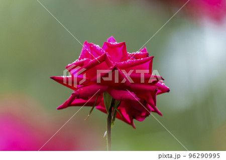 朝露がついた大阪・靱公園のバラ(マリアカラス) 朝露がついた大阪・靱公園のバラ(マリアカラス) 96290995