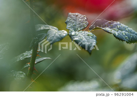雨上がりのばら園 薔薇の葉っぱ 靱公園にて 雨上がりのばら園 薔薇の葉っぱ 靱公園にて 96291004
