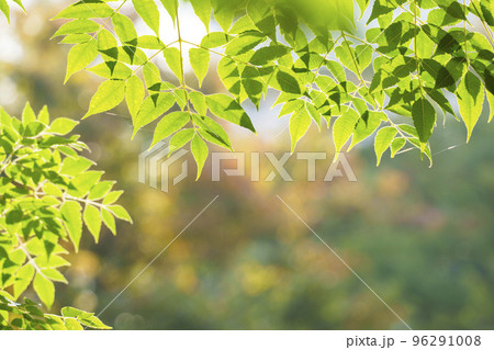 光に透ける葉 96291008