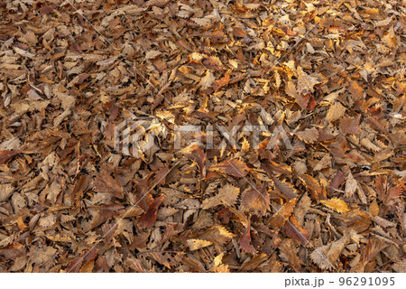 落ち葉 96291095