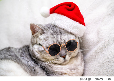 Christmas cat in a red santa hat and dark glasses sits on a white background. Pets, Christmas stories with pets. Christmas cat in a red santa hat and dark glasses sits on a white background. Pets, Christmas stories with pets. 96291130