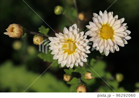 日本の秋の庭に咲く白いスプレーギクの花 96292060