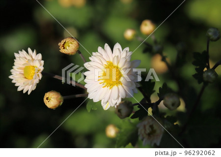 日本の秋の庭に咲く白いスプレーギクの花 96292062