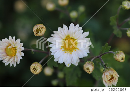 日本の秋の庭に咲く白いスプレーギクの花 96292063