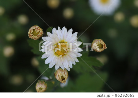 日本の秋の庭に咲く白いスプレーギクの花 96292065