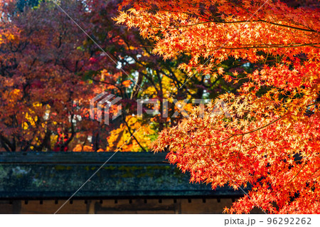古都京都の秋　世界遺産　紅葉の龍安寺　石庭 96292262
