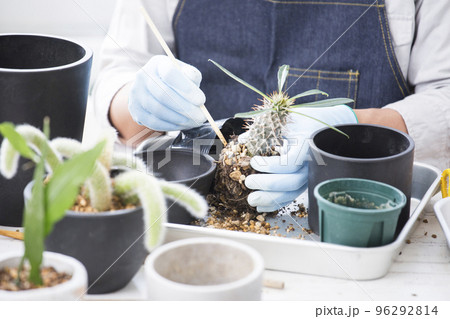 シダ植物、多肉植物の植え替え、趣味の栽培を楽しむ日本人男性 96292814