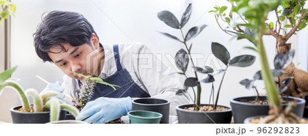 シダ植物、多肉植物の植え替え、趣味の栽培を楽しむ日本人男性 96292823