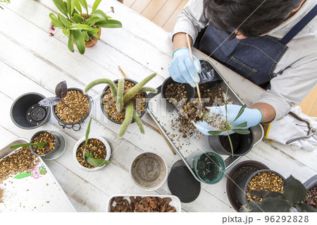 シダ植物、多肉植物の植え替え、趣味の栽培を楽しむ日本人男性 96292828