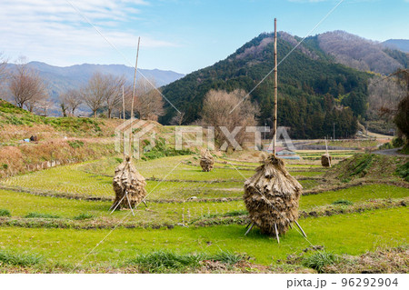 奈良県 明日香村 冬 ススキ(稲藁積み) 奈良県 明日香村 冬 ススキ(稲藁積み) 96292904