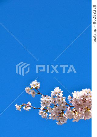 青空　染井吉野 96293229