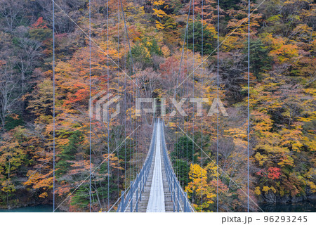 秋の畑薙大吊り橋 96293245