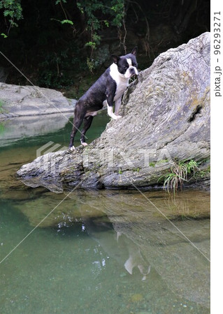 川遊びの人気スポットときがわ町の都幾川の岩場に前足を掛けて水面を見つめるボストンテリアのマイティ君♡ 96293271