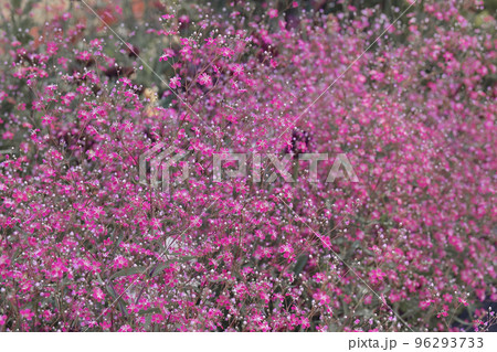 カスミソウ カスミソウ 96293733