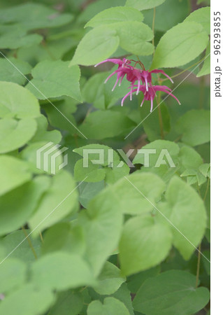 イカリソウ 96293855