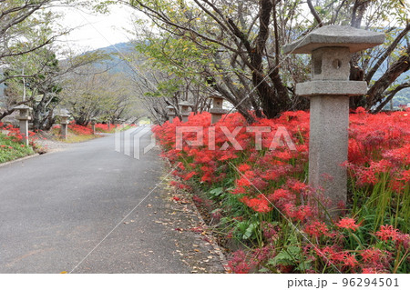 参道に咲く彼岸花 参道に咲く彼岸花 96294501
