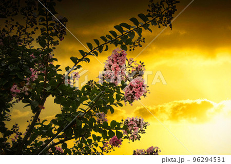 夏の終わりに、夕焼けの空に映える満開の百日紅の花 夏の終わりに、夕焼けの空に映える満開の百日紅の花 96294531
