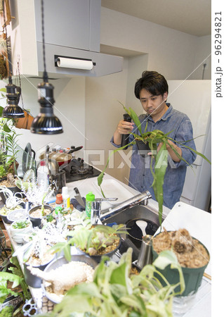 インテリアグリーンで溢れた自宅。趣味の植物の手入れをする日本人男性 インテリアグリーンで溢れた自宅。趣味の植物の手入れをする日本人男性 96294821