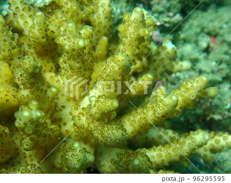 珊瑚 アップ 珊瑚 アップ 96295595