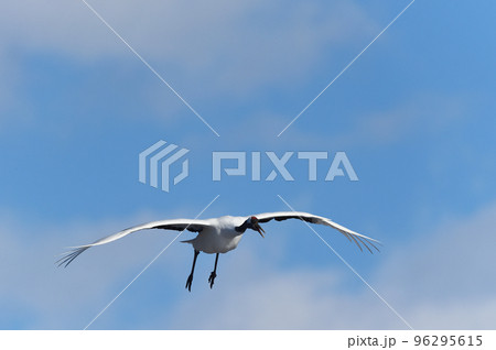 青空を飛ぶタンチョウ（北海道・鶴居） 96295615