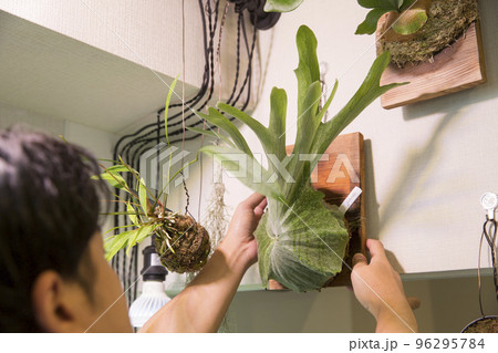 趣味のインテリアグリーン、ビカクシダの手入れをする日本人の男性 趣味のインテリアグリーン、ビカクシダの手入れをする日本人の男性 96295784