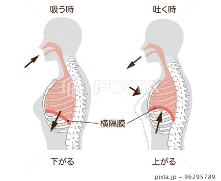 呼吸　横隔膜（ボディグレー） 96295789