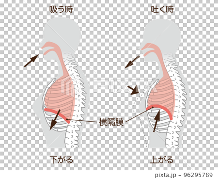呼吸　横隔膜（ボディグレー） 96295789