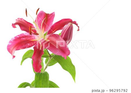 大輪のユリ オリエンタルハイブリッド系 濃いピンク色の花 明るい背景 大輪のユリ オリエンタルハイブリッド系 濃いピンク色の花 明るい背景 96295792