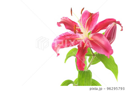 大輪のユリ オリエンタルハイブリッド系 濃いピンク色の花 明るい背景 大輪のユリ オリエンタルハイブリッド系 濃いピンク色の花 明るい背景 96295793