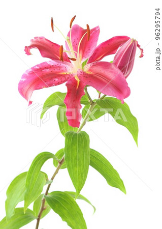 大輪のユリ オリエンタルハイブリッド系 濃いピンク色の花 明るい背景 大輪のユリ オリエンタルハイブリッド系 濃いピンク色の花 明るい背景 96295794