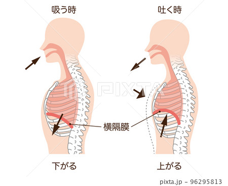 呼吸　横隔膜　男性バージョン 96295813
