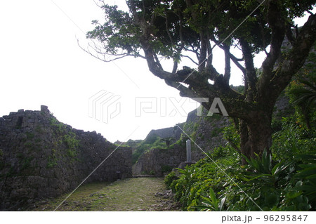 中城城 石垣と古木 中城城 石垣と古木 96295847