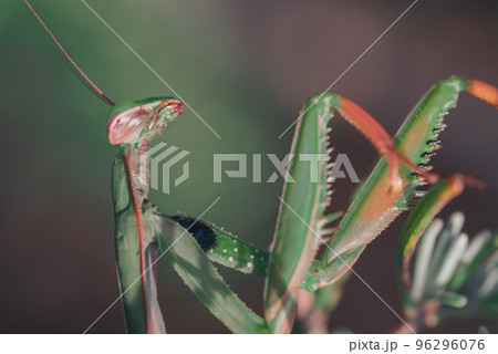 Large insect praying mantis among the grass 96296076