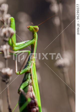 Big green praying mantis on dried lavender flowers 96296077