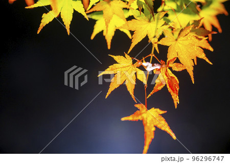 秋の禅林寺 (永観堂)の紅葉 ライトアップ 京都市左京区 秋の禅林寺 (永観堂)の紅葉 ライトアップ 京都市左京区 96296747