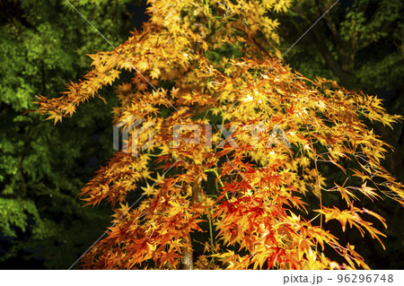秋の禅林寺 (永観堂)の紅葉 ライトアップ 京都市左京区 秋の禅林寺 (永観堂)の紅葉 ライトアップ 京都市左京区 96296748