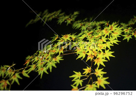 秋の禅林寺 (永観堂)の紅葉　ライトアップ　京都市左京区 96296752