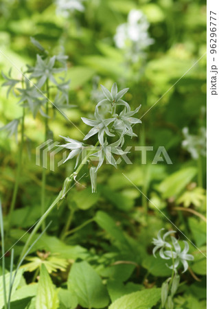 Drooping Star-of-Bethlehem Drooping Star-of-Bethlehem 96296777