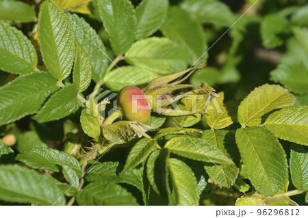 Rugosa rose Rugosa rose 96296812
